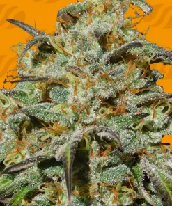 Jealousy Feminized Esrar Tohumu (Original Sensible Seeds)