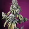Jealousy Z XL Auto Fem Esrar Tohumu (Sweet Seeds)