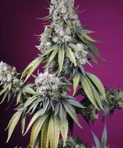 Jealousy Z XL Auto Fem Esrar Tohumu (Sweet Seeds)