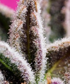 Jealousy Z XL Auto Fem Esrar Tohumu (Sweet Seeds)