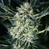 Jelly Bananen Feminized Esrar Tohumu (Exotic Seed)