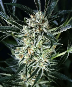 Jelly Bananen Feminized Esrar Tohumu (Exotic Seed)