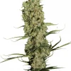 Jorge’s Diamonds #1 Feminized Esrar Tohumu (Dutch Passion)