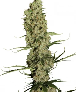 Jorge’s Diamonds #1 Feminized Esrar Tohumu (Dutch Passion)