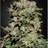 Kalashnikova Feminized Esrar Tohumu (Green House Seed Co.)