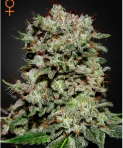 Kalashnikova Feminized Esrar Tohumu (Green House Seed Co.)