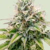 Kali Dog Feminized Esrar Tohumu (Royal Queen Seeds)