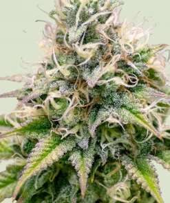 Kali Dog Feminized Esrar Tohumu (Royal Queen Seeds)