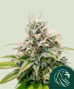 Kali Dog Feminized Esrar Tohumu (Royal Queen Seeds)
