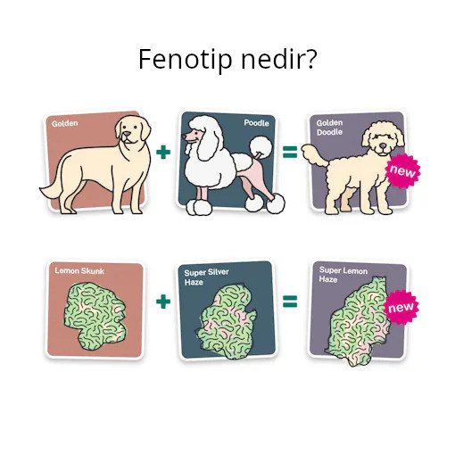 kenevir bitkisi fenotip açıklama