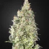 King's Kush CBD Feminized Esrar Tohumu (Green House Seed Co.)