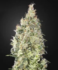 King's Kush CBD Feminized Esrar Tohumu (Green House Seed Co.)