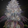 King’s Tart Feminized Esrar Tohumu (Green House Seed Co.)