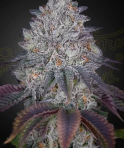 King’s Tart Feminized Esrar Tohumu (Green House Seed Co.)