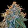 Kosher Kush Regular Esrar Tohumu (Reserva Privada)