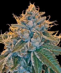 Kosher Kush Regular Esrar Tohumu (Reserva Privada)