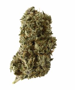 Kosher Tangie Kush Feminized Esrar Tohumu (Amsterdam Genetics)