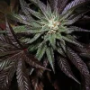 LA Confidential Feminized Esrar Tohumu (DNA Genetics)