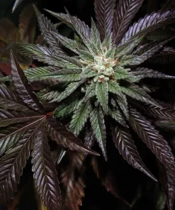 LA Confidential Feminized Esrar Tohumu (DNA Genetics)