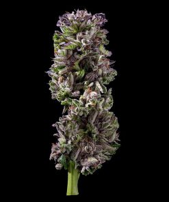 LA Confidential Feminized Esrar Tohumu (DNA Genetics)