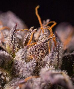 LA Confidential Feminized Esrar Tohumu (DNA Genetics)