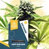 Larry Bird Kush Feminized Esrar Tohumu (Zamnesia Seeds)