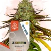 Lava Cake Feminized Esrar Tohumu (Zamnesia Seeds)