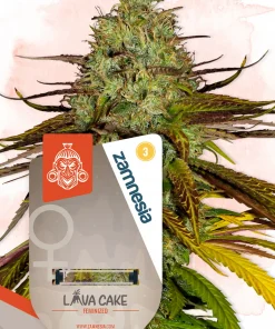 Lava Cake Feminized Esrar Tohumu (Zamnesia Seeds)