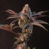 Lemon Cherry Runtz™ Feminized Esrar Tohumu (Fast Buds)