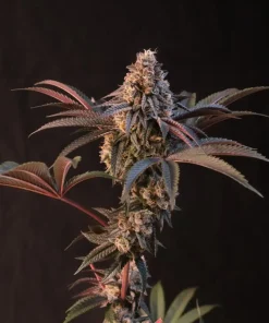 Lemon Cherry Runtz™ Feminized Esrar Tohumu (Fast Buds)