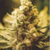 Lemon Kush Feminized Esrar Tohumu (Female Seeds)