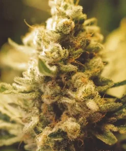 Lemon Kush Feminized Esrar Tohumu (Female Seeds)