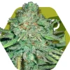 Lemon Kush Feminized Esrar Tohumu (Zambeza)