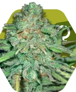 Lemon Kush Feminized Esrar Tohumu (Zambeza)