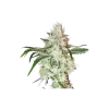 Lemon OG Feminized Esrar Tohumu (Super Sativa Seed Club)
