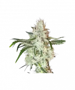 Lemon OG Feminized Esrar Tohumu (Super Sativa Seed Club)