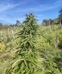 Lemon OG Feminized Esrar Tohumu (Super Sativa Seed Club)