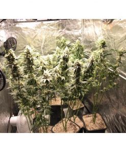 Lemon OG Feminized Esrar Tohumu (Super Sativa Seed Club)