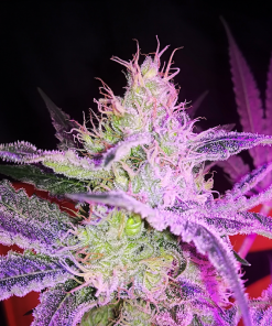 Lemon OG Feminized Esrar Tohumu (Super Sativa Seed Club)