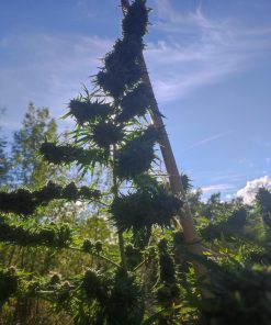 Lemon OG Feminized Esrar Tohumu (Super Sativa Seed Club)