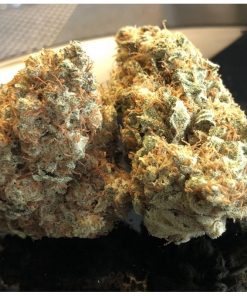 Lemon OG Feminized Esrar Tohumu (Super Sativa Seed Club)