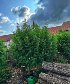 Lemon OG Feminized Esrar Tohumu (Super Sativa Seed Club)