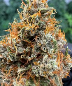 Lemon OG Feminized Esrar Tohumu (Super Sativa Seed Club)