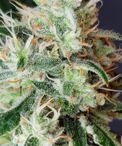 Lemon OG Feminized Esrar Tohumu (Super Sativa Seed Club)