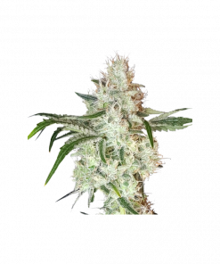 Lemon OG Feminized Esrar Tohumu (Super Sativa Seed Club)
