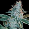 Lemon OG Kush Feminized Esrar Tohumu (DNA Genetics)