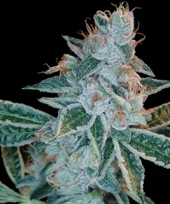 Lemon OG Kush Feminized Esrar Tohumu (DNA Genetics)
