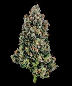 Lemon OG Kush Feminized Esrar Tohumu (DNA Genetics)