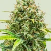 Lemon Skunk Feminized Esrar Tohumu (Royal Queen Seeds)