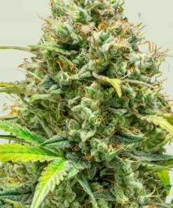 Lemon Skunk Feminized Esrar Tohumu (Royal Queen Seeds)